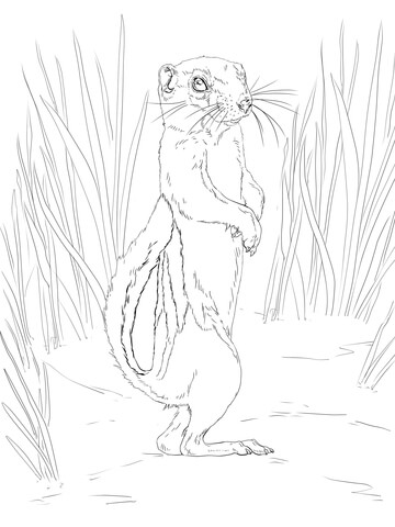 Antelope Squirrel Coloring Page